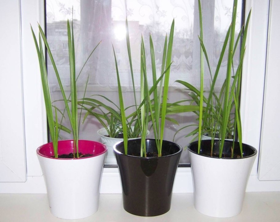 Финиковая Пальма Росток