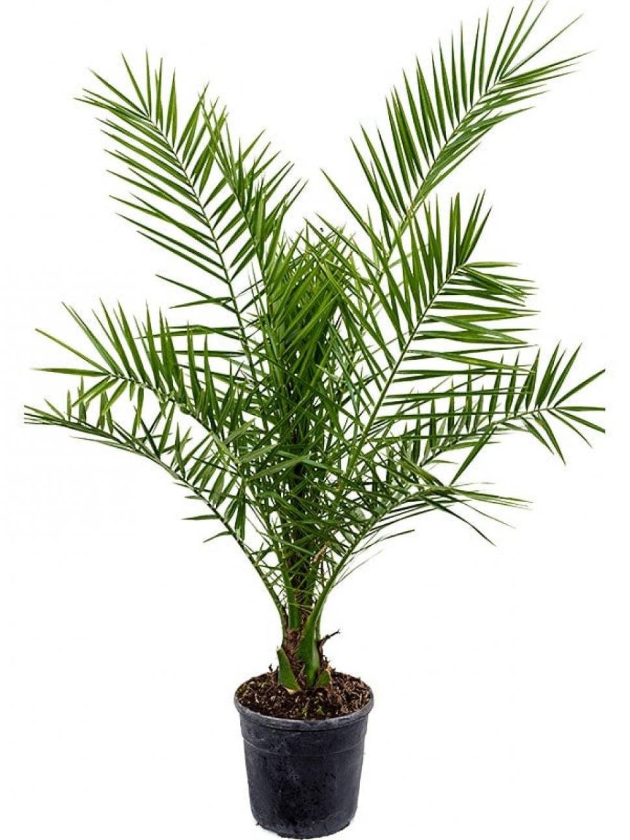 Финик робелини