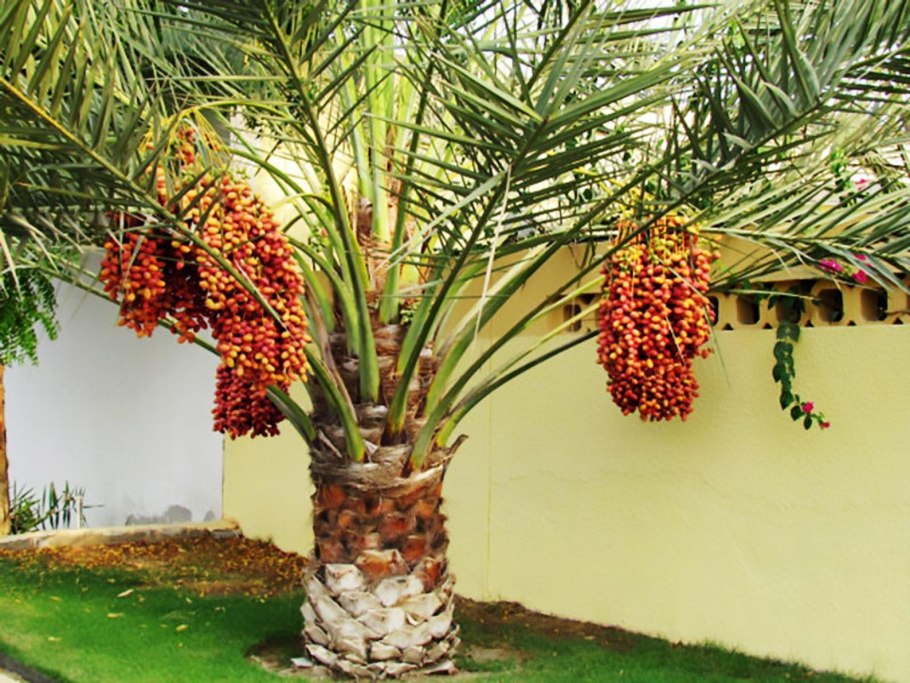 Финиковая Пальма (финик пальчатый)