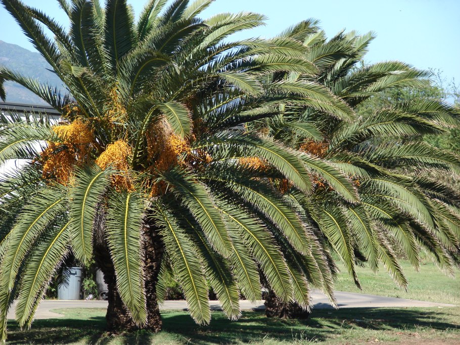 Финиковая Пальма пальчатая