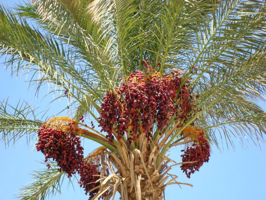 Финиковые пальмы в ОАЭ