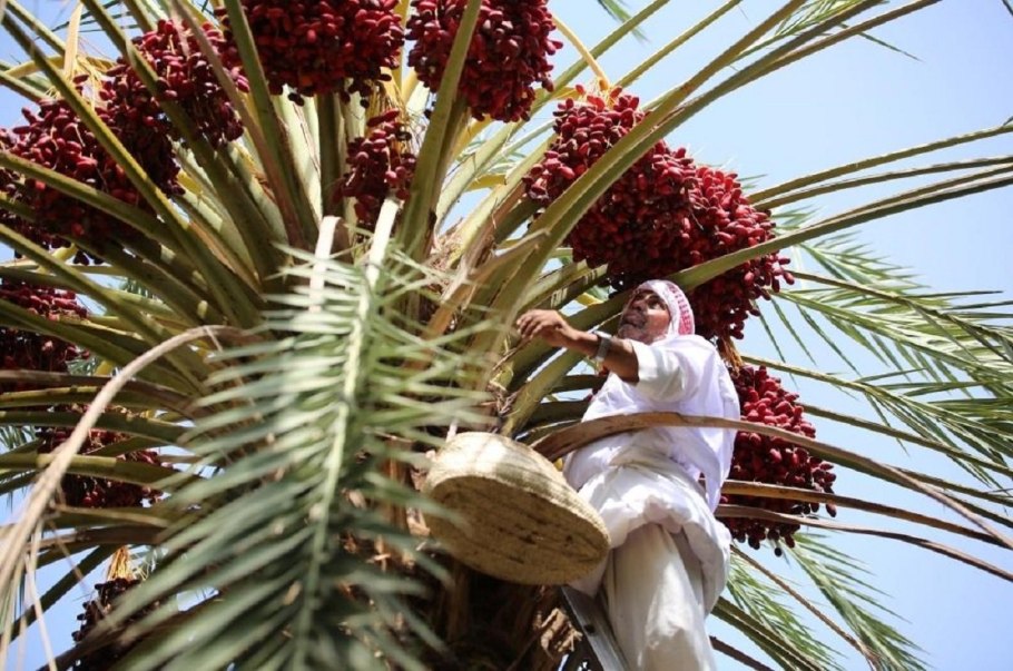 Phoenix canariensis финик Канарский