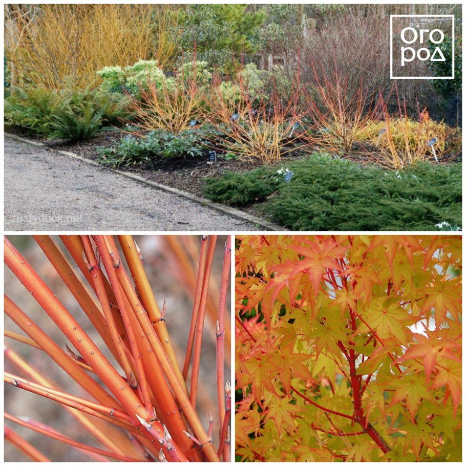 Дерен Cornus sanguinea