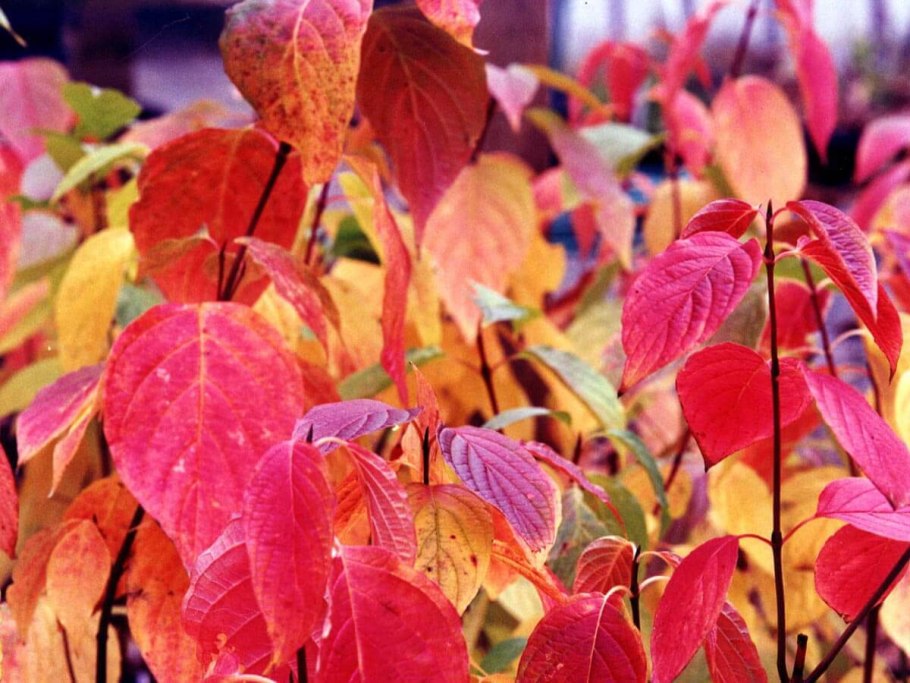 Cornus sanguinea - кизил