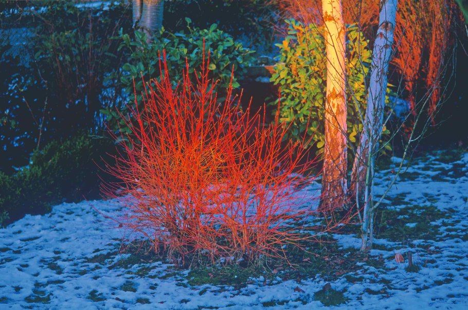 Дерен Winter Flame