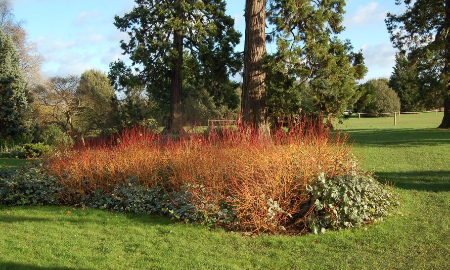 Дерен Cornus sanguinea