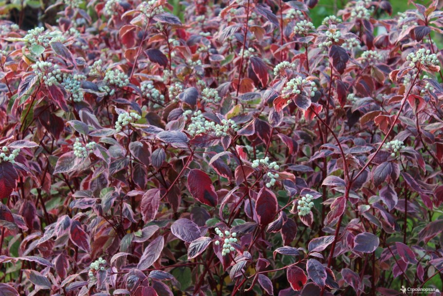Cornus sanguinea Magic Flame