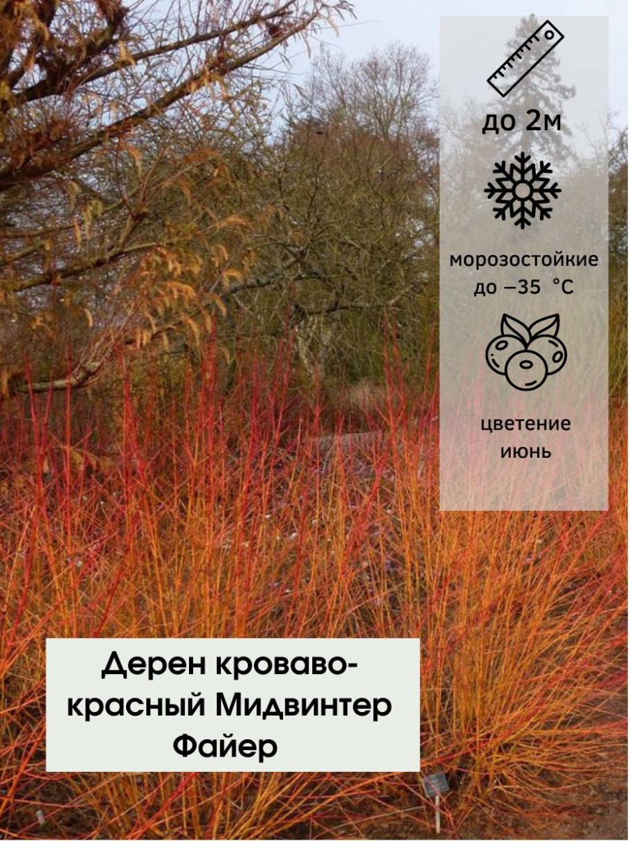 Дерен Cornus sanguinea
