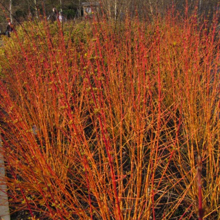 Дерен кроваво-красный Anny`s Winter Orange