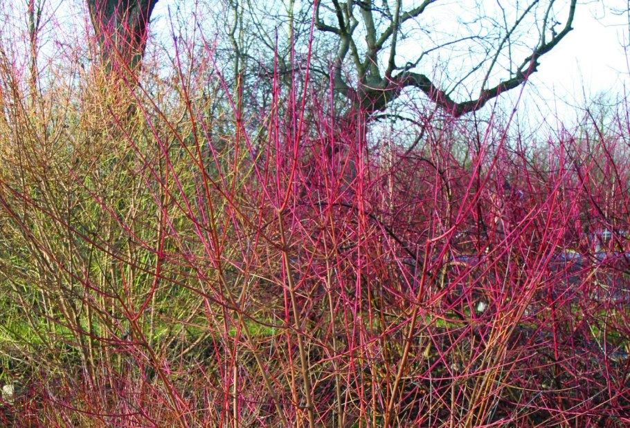 Дерен Cornus sanguinea