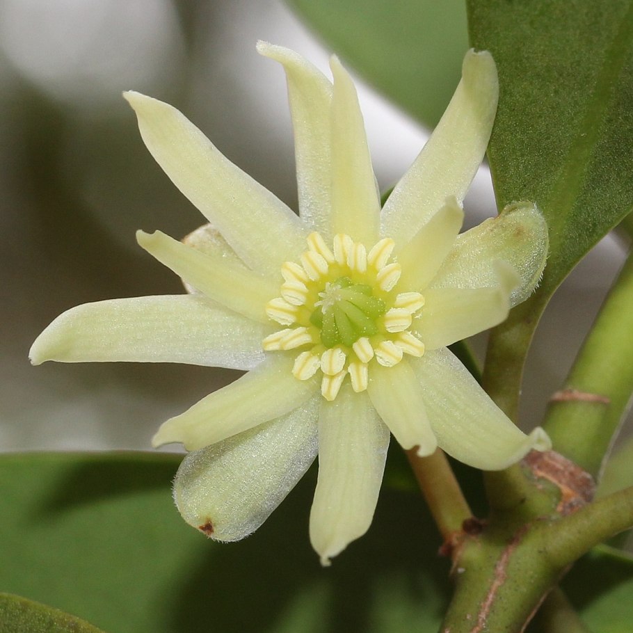 Illicium anisatum