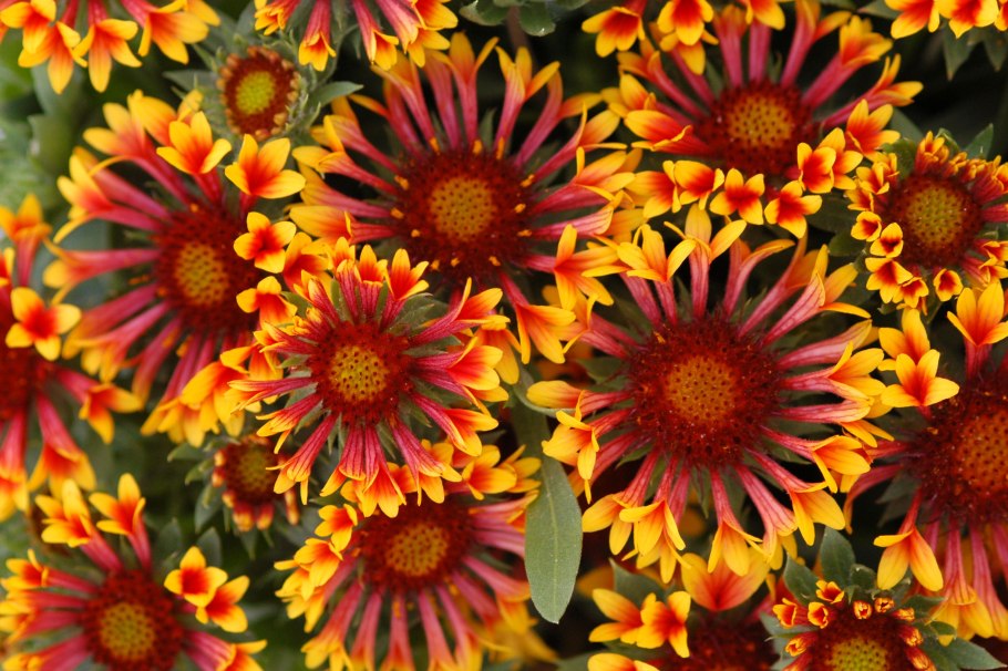 Гайллардия гибридная Фэнфейр