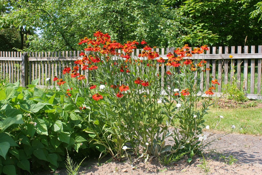 Гелениум многолетний в цветнике