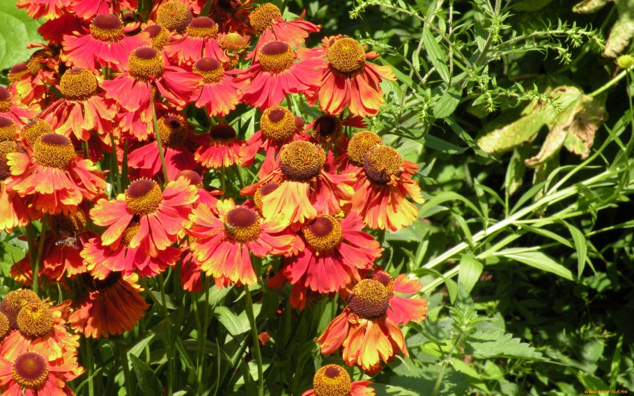 Дельфиниум живокость