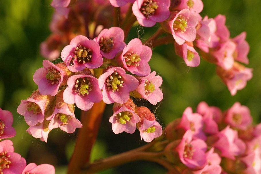Астра многолетняя кустарниковая (Aster dumosus)