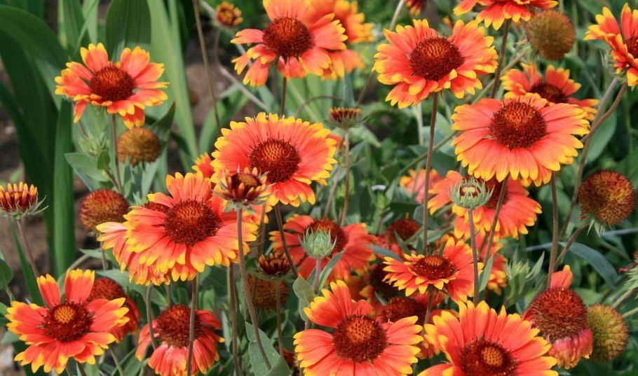 Гайлардия Монтана многолетняя