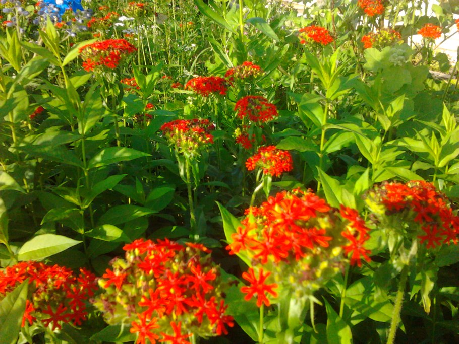 Лиатрис гайфитер семена