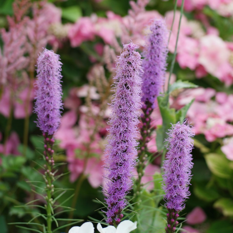 Лиатрис Вайолет