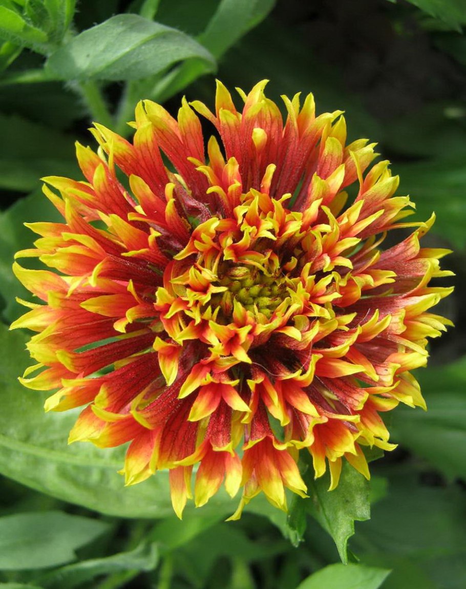 Гайлардия остистая