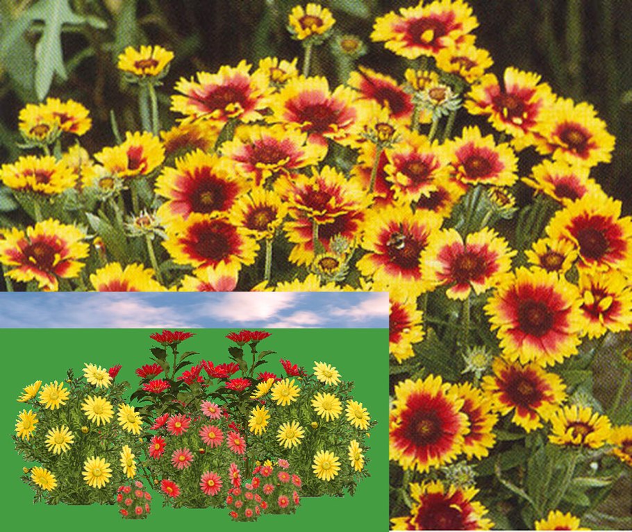 Гайлардия Гоблин многолетняя