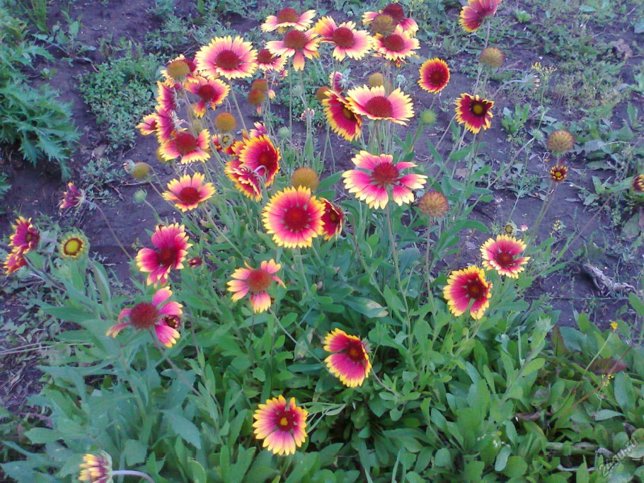 Гайлардия остистая многолетняя