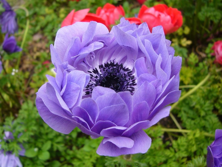 Аллиум Gladiator