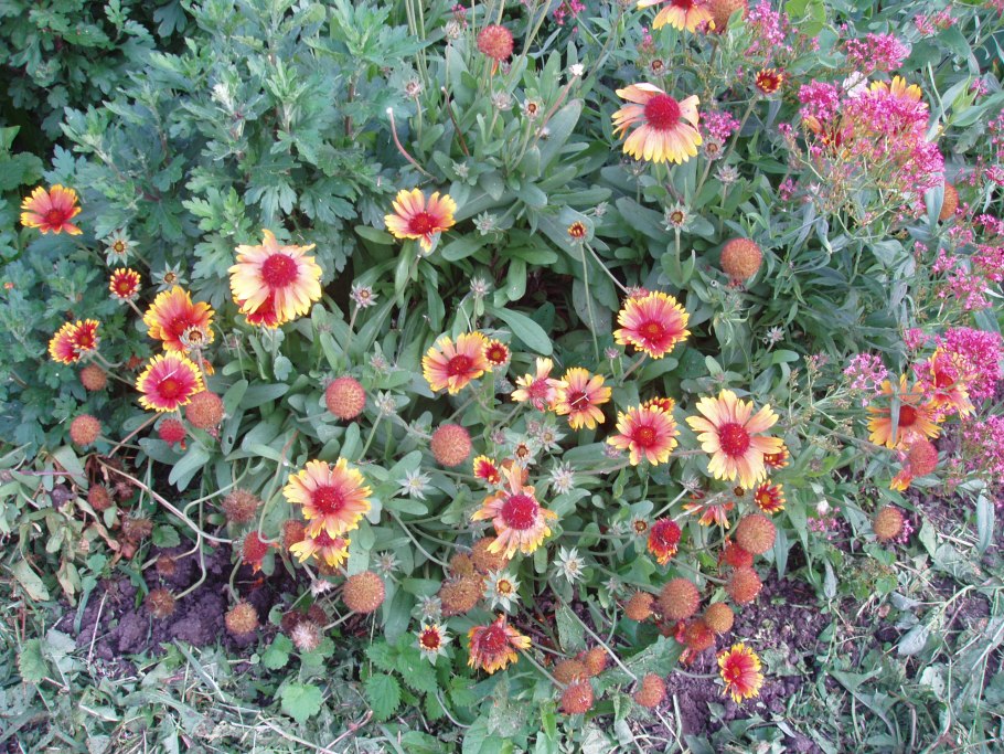 Астранция Примадонна