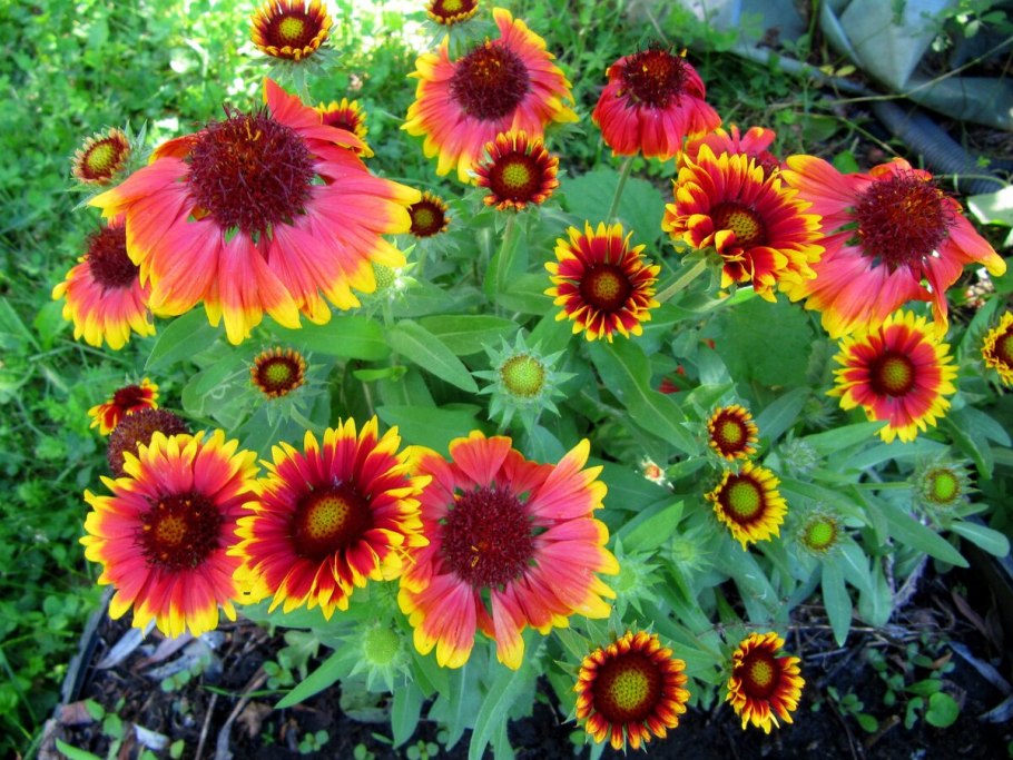 Гайлардия Гелиос