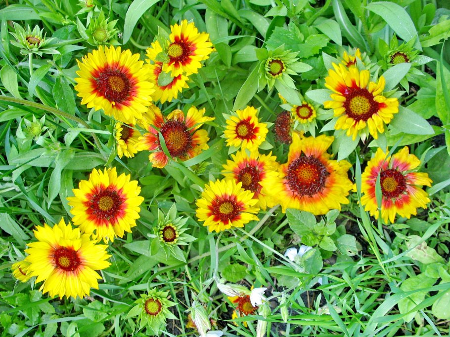 Гайлардия грандифлора