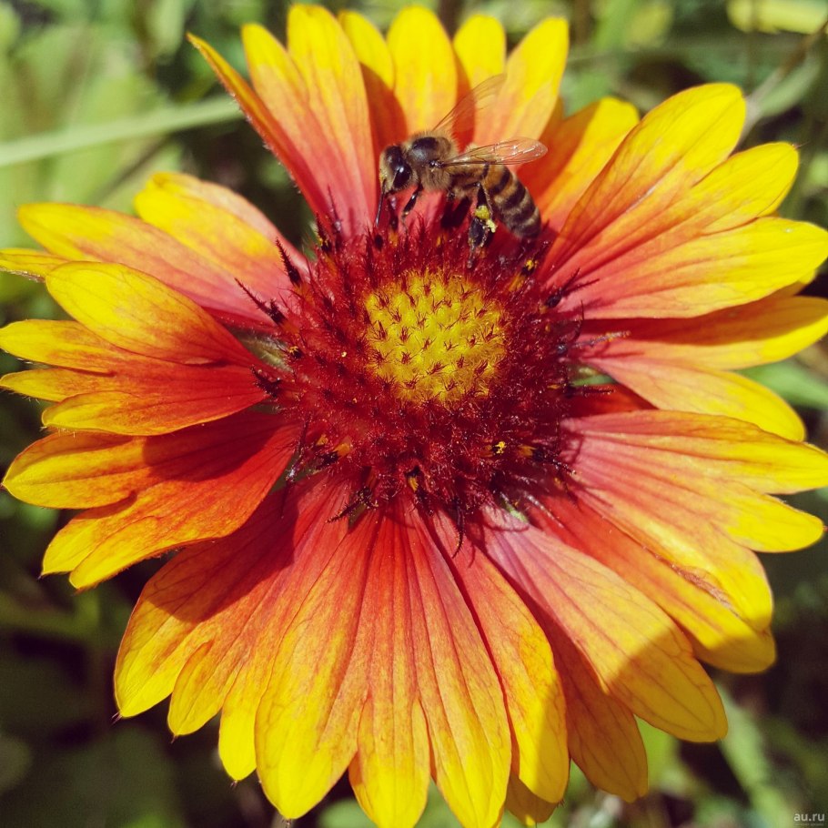 Гайлардия янтарь многолетняя