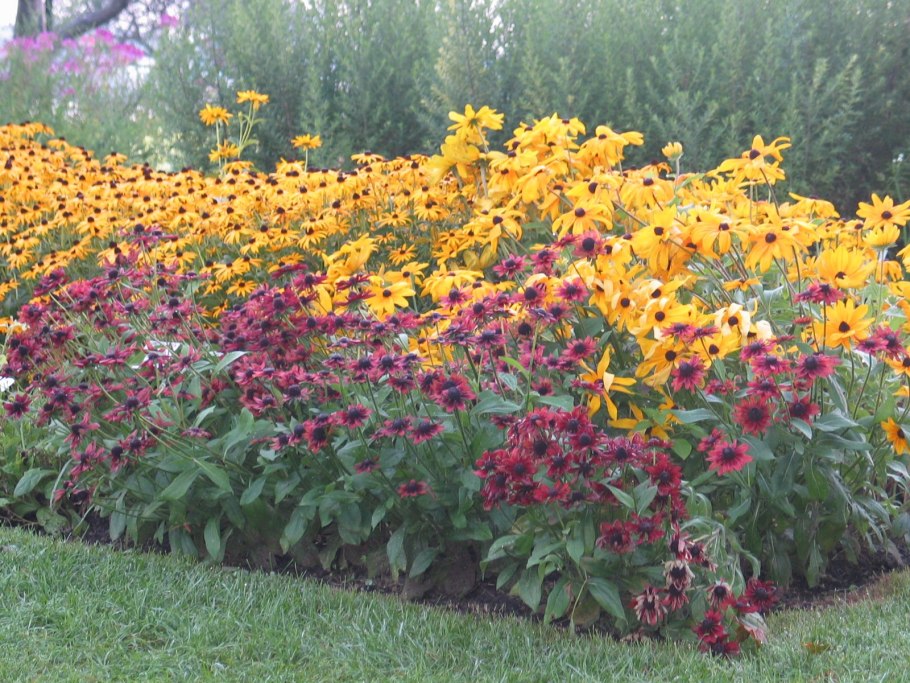 Эхинацея big Kahuna