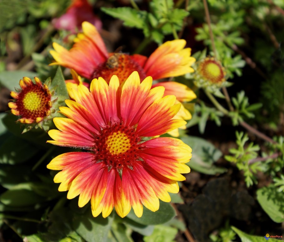 Гайлардия Аризона ред Шейдс