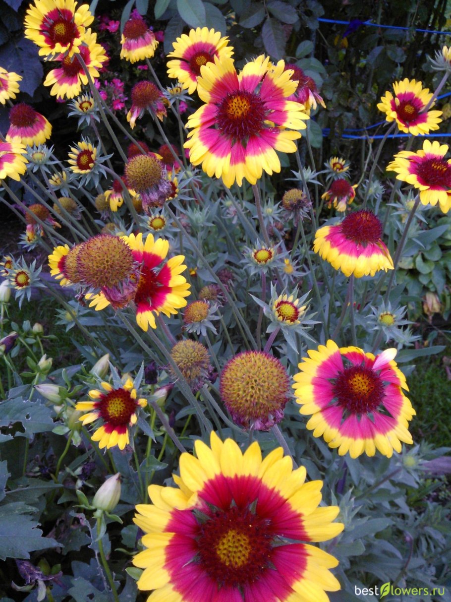 Рудбекия однолетник