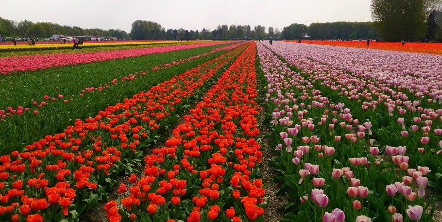 Гарландия цветок фото