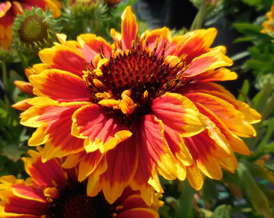 Гелениум и рудбекия