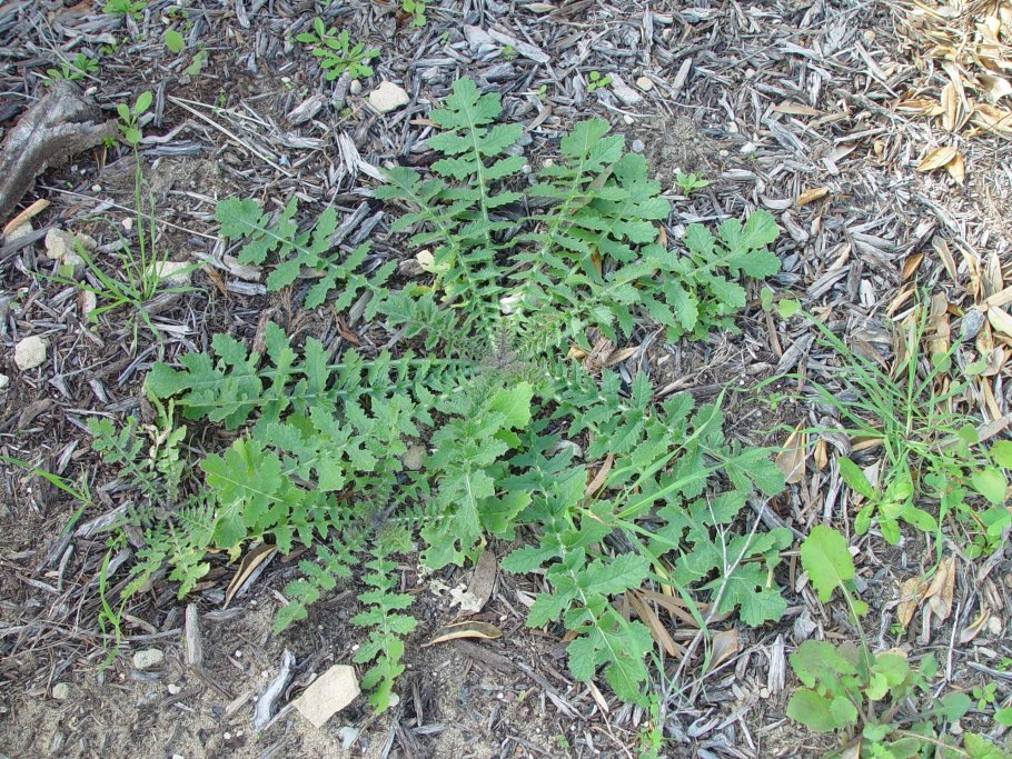 Плоскуша сорняк