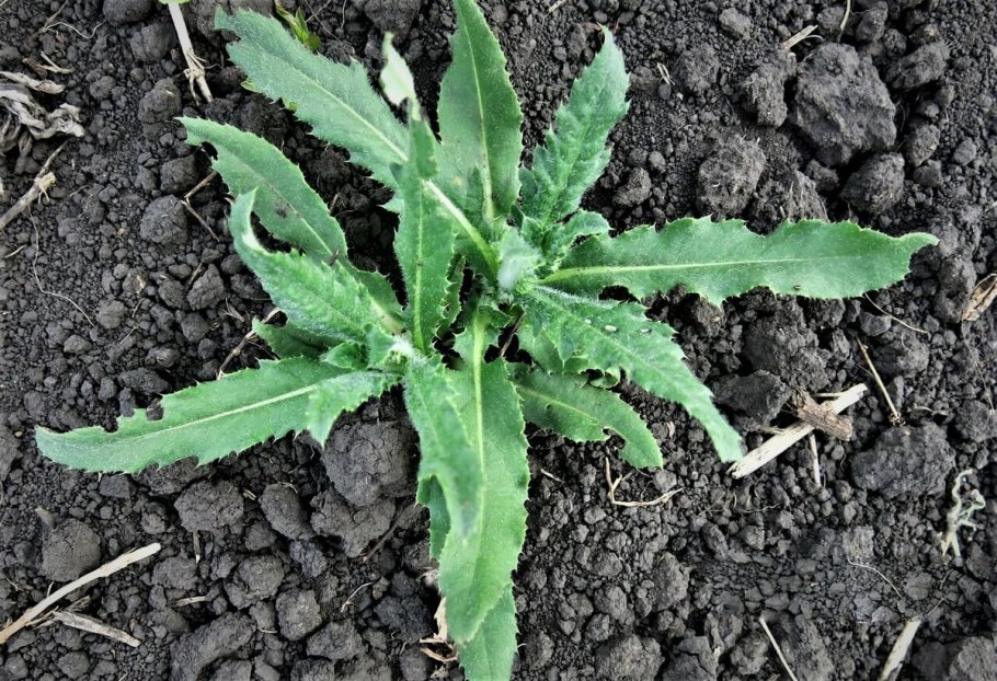 Бодяк серый