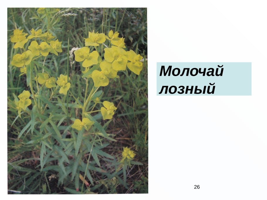 Молочай сорняк огородный