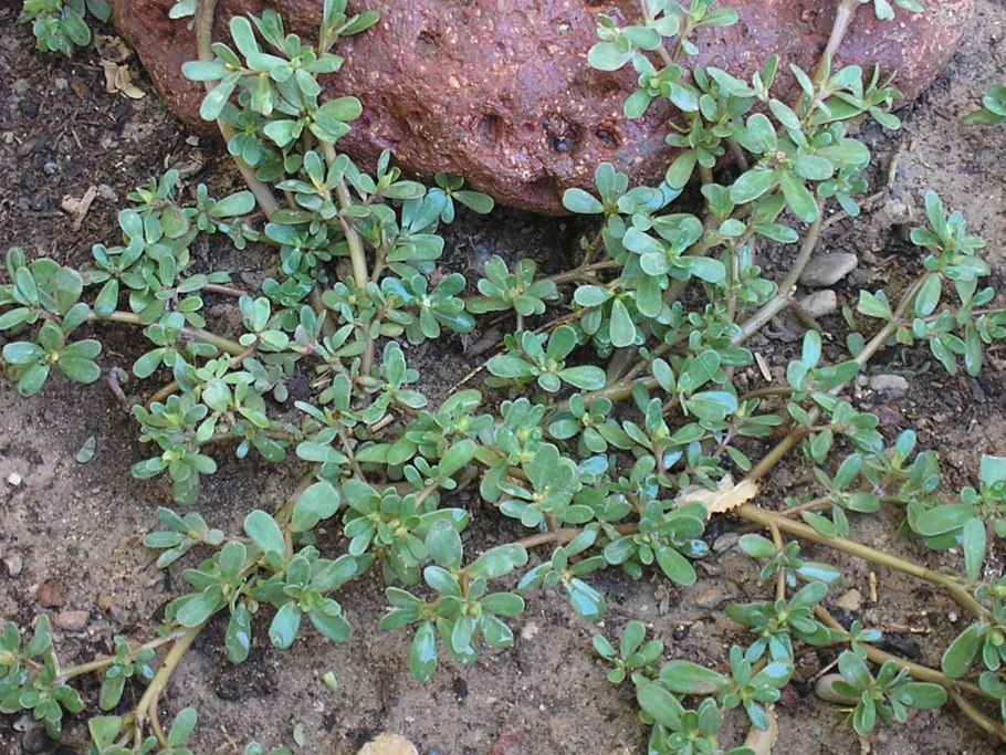 Горец птичий Polygonum aviculare всходы