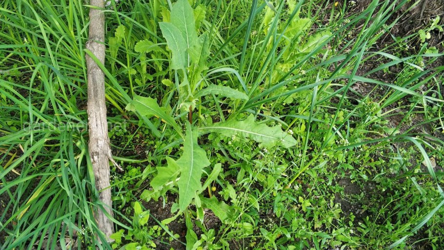 Молокан (латук дикий)