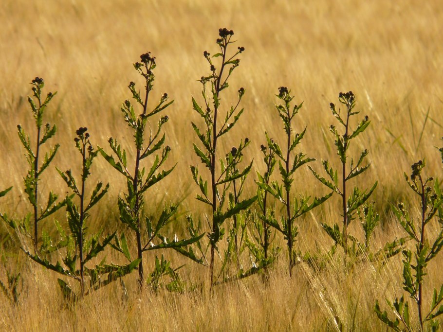 Осот огородный (Sonchus oleraceus)