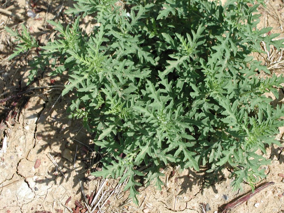 Лебеда раскидистая, осот огородный