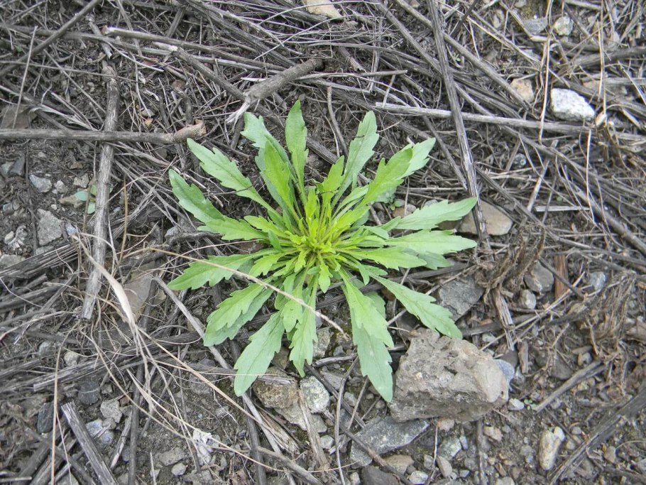 Мелколепестник канадский листик