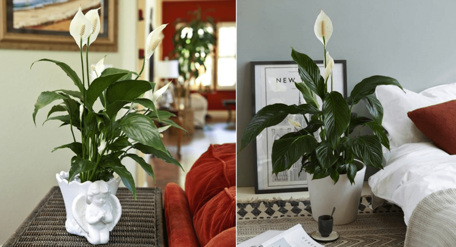 Цветок комнатный спатифиллум приметы