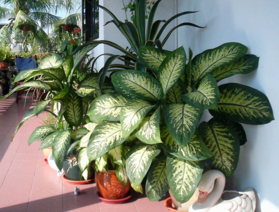 Диффенбахия великолепная