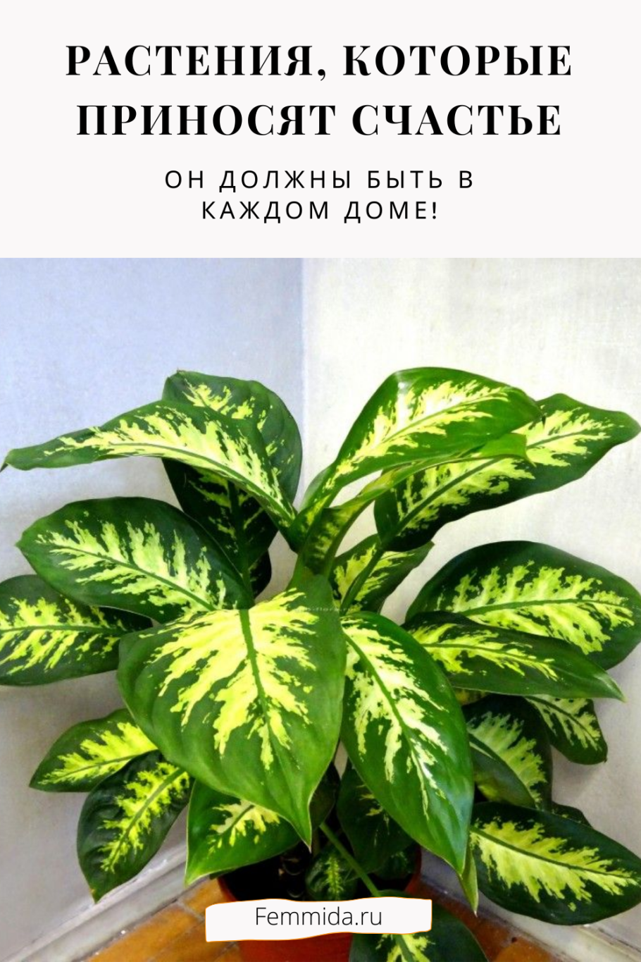 Цветы которые нельзя держать