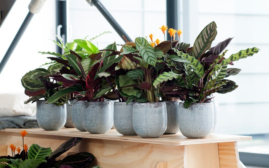 Комнатные растения названия