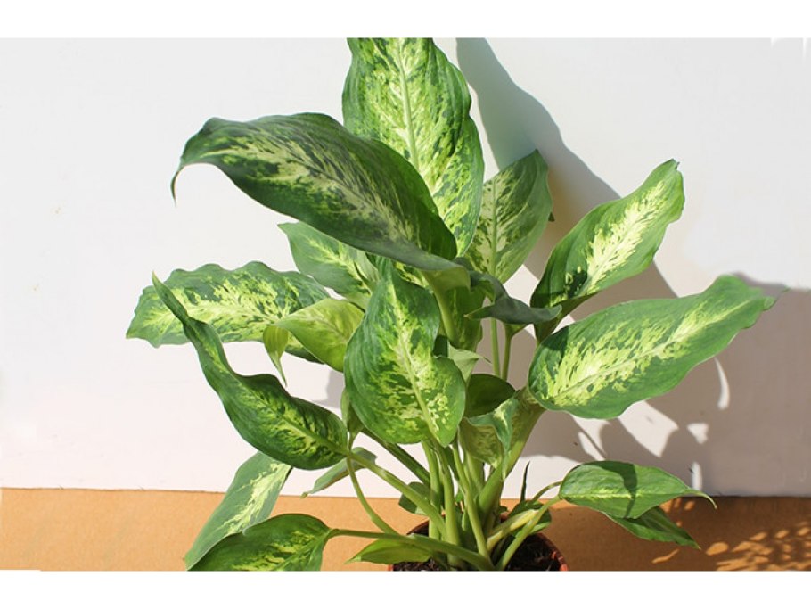 Диффенбахия пятнистая компакта