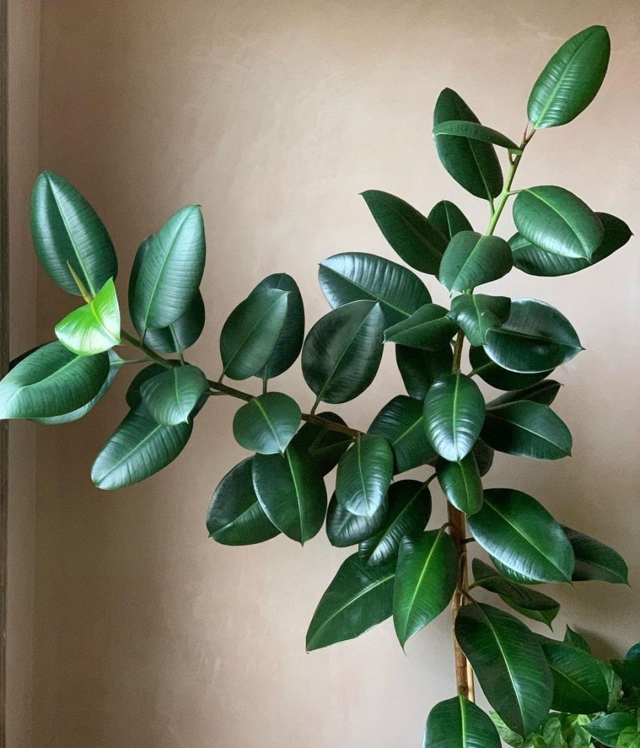 Фикус Керри