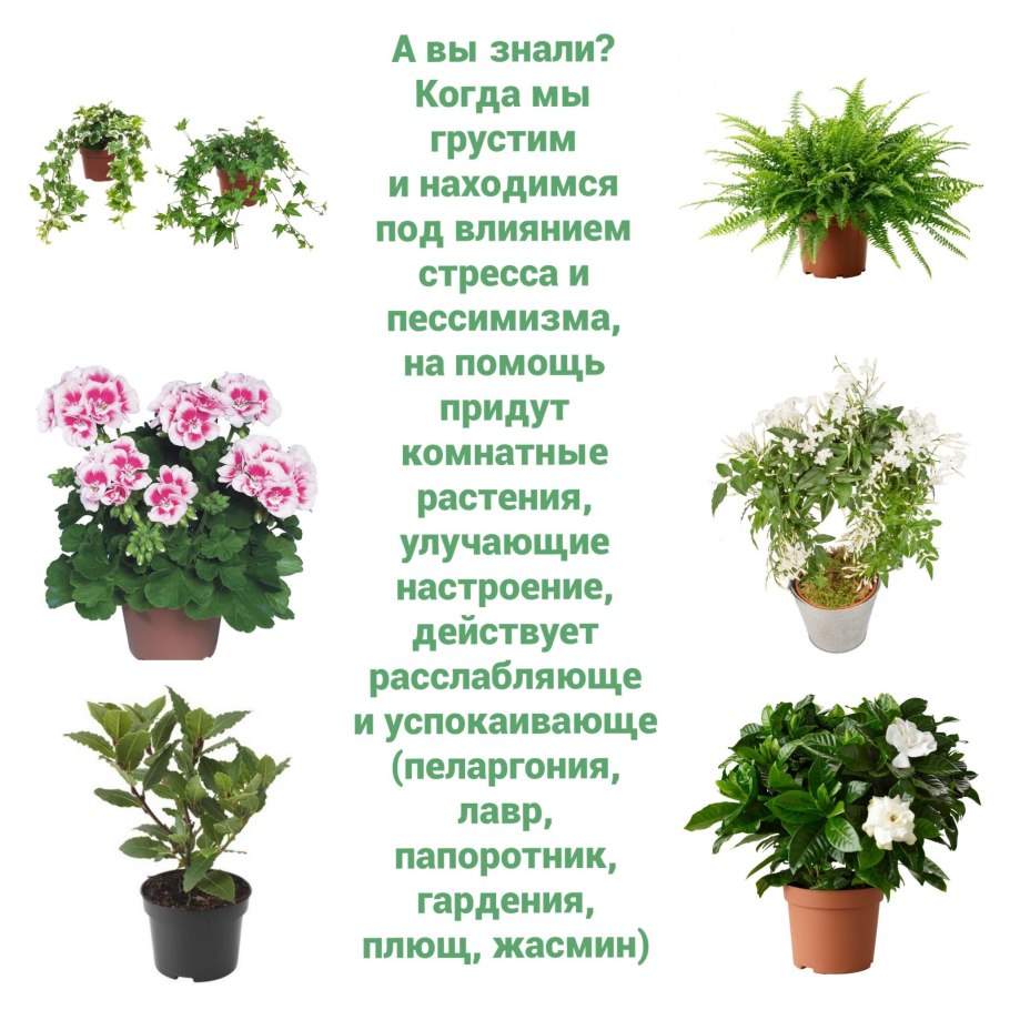 Цветок Натали комнатный